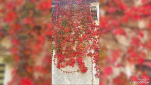 Тыквенный октябрьский Зеленоградск 2025