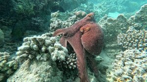 Осьминог .Shoni Bay 2025