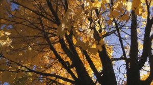 Звуки осени... Luda Gogolinski