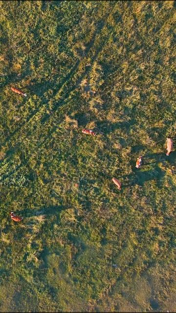 🏗️ Современный животноводческий комплекс на 1000 голов: как мы проектируем будущее агробизнеса смотреть онлайн