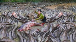 Ловлю рыбу осушением пруда. Везу рыбу на продажу на местный рынок. Жизнь во Вьетнаме