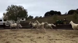 Синхронизированный табун🐴👏