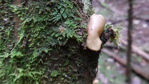 Грибы в ноябре. Вешенки в лесу.