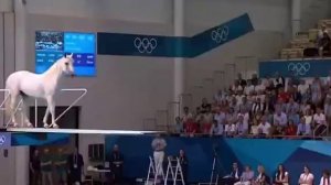 Прыжки в воду - животные