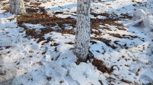 Биробиджан. Утро. 3 ноября. Завтрак. Воспоминания