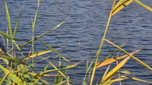 Рыбалка на карпа, а ловился карась