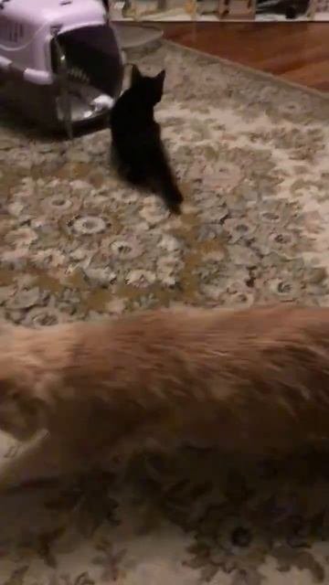 Санкт -Петербург. 02.11.2025. В гостях у Персика котята   Кнопочка, Черника и Торт. Эпизод 5