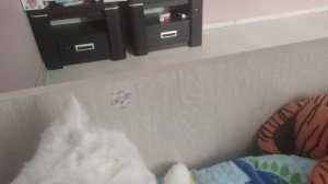 вау кот лежит на кровати