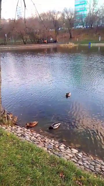 Утки кряквы 02.11.2025