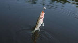 "ТОЧКА ЗАБРОСА"