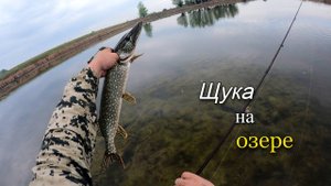 Ловля щуки в пересыхающем озере. Щука клюет на каждом забросе