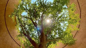 Вера Жучкова - финансовое НейроДрево 03.11.25