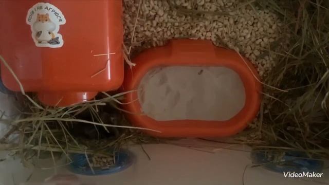 Хомяк кусает по взрослому.