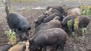 Охота на Кабана