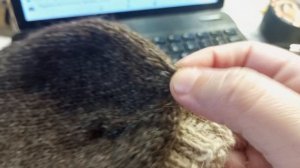 вязание носков продолжается