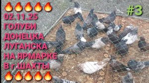 🔥🔥🔥 Голуби Луганска, Донецка на ярмарке в г.Шахты. Птичий рынок 02.11.25. Часть 3.