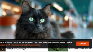 Сбежавшую кошку россиянки 12 часов спасали в аэропорту Стамбула