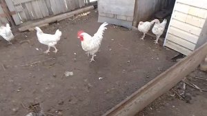 3 ноября, лучше чуток не до дать