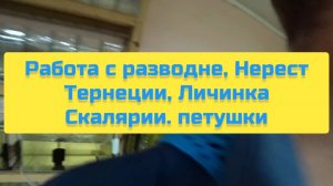 РАБОТА С РАЗВОДНИ, НЕРЕСТ ТЕРНЕЦИИ, ЛИЧИНКА СКАЛЯРИИ, ПЕТУШКИ