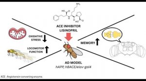 Как иАПФ лизиноприл влияет на метаболическое старение и мышцы: неожиданные открытия на дрозофилах