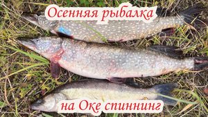 Рыбалка на Оке и Волге в октябре. Ловля судака и щуки на спиннинг