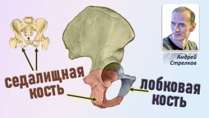 Лобковая и седалищная кость. Анатомия лобковой и седалищной костей