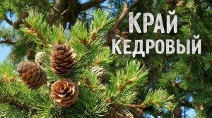 Край кедровый сл. Якушев Н.В. Муз Suno. Фото Giga Chat. Max.