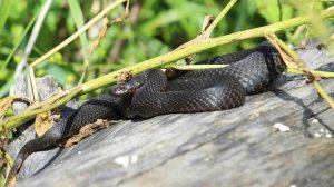 Гадюка на берегу реки Ай | Ураловед