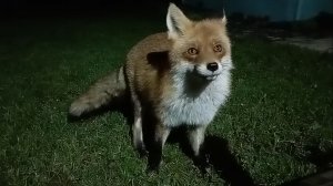 (1157) Лиса приходит в гости. Ноябрь 2025