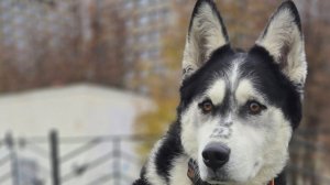 Тренировка с хаски Диком на борисовских прудах 2.11.25