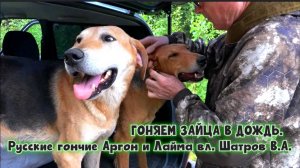 ГОНЯЕМ ЗАЙЦА В ДОЖДЬ.Русские гончие Аргон и Лайма вл. Шатров В.А.#охотасгончей#собака#топ #hunting