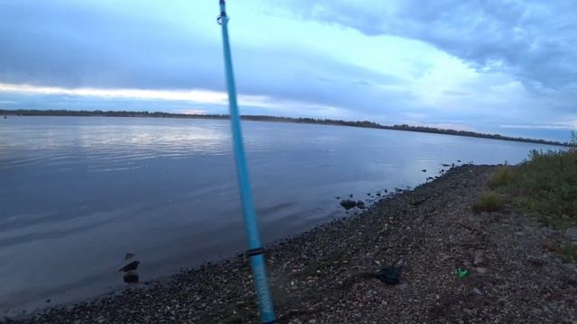 Волжский налим! Вечерняя рыбалка на донки подарила краснокнижную рыбу!