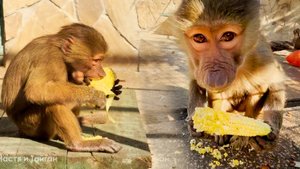 Маняша - самая умная обезьянка Так обманывать Степу только она умеет! Тося довольна и Степа не понял