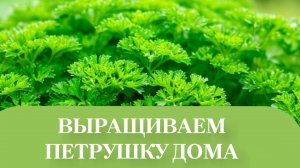 ПЕРВЫЙ УРОЖАЙ В КОМНАТНОЙ ТЕПЛИЦЫ.