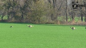 Охота на зайца с собаками сезон 2025-2026г (13 часть)