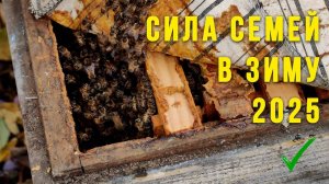 Сила семей в зиму. Пчелосемьи готовы к зимовке 2025