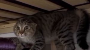 клип гамик сигма бой 


официалй клип гамк.