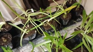 ГИППЕАСТРУМЫ. Зимовка