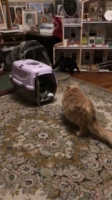 Санкт -Петербург. 02.11.2025. В гостях у Персика котята 🐈_⬛  Кнопочка, Черника и Торт. Эпизод 9