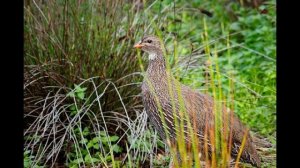 п.ПЕРЕПЁЛОЧКА исп. Мила Семенова