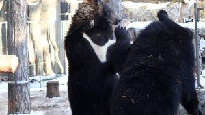 Уссурийские медвежата, борьба.