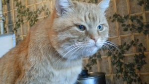 Кот на кухне. Часть 3