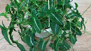 Комнатные растения❤️🌿 Будни цветовода💧☀️