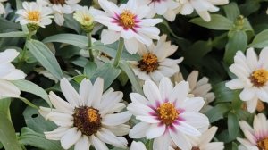 Что посеяла, а что выросло