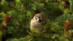 Воробьи не любят сниматься