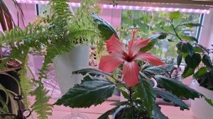 гибискус 🌺 🌺 🌺  обрадовал!!!