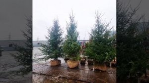 Пихты бальзамические в питомнике Фавн!