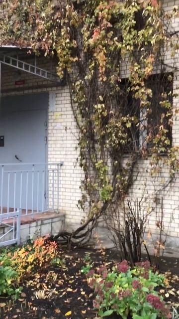 Санкт-Петербург. 02.11.2025. Последний месяц осени, в золотом и зеленом. Цветник у дома. Эпизод 1