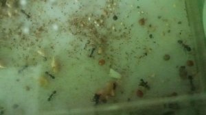 муравьи напали очень агрессивно!!!