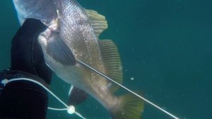 западный Крым
любим, ныряем, охотимся